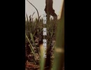 涼夏short ver.