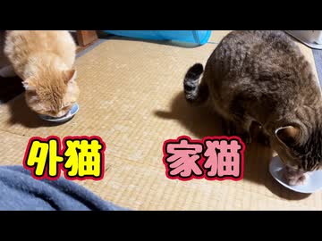 ちゅ〜るの時だけ仲良し【元野良猫】【野良猫】