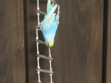 下に行くと見せかけ登るインコ2026 4 18