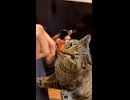 ちゅーるのCMが撮りたい飼い主に振り回されるゆき