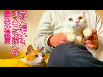 亡きボス猫の教え、オス三毛猫を導く
