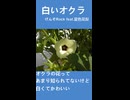 白いオクラ / げんぞRock feat.夏色花梨