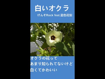 白いオクラ / げんぞRock feat.夏色花梨