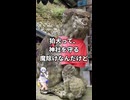 子ども見てる顔じゃない狛犬