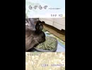 【うさぎ 13歳･5歳】もぐもぐ