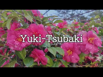 Yuki-Tsubaki / 初音ミク 【ユキツバキ】