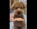 愛犬モコがえっほえっほ！