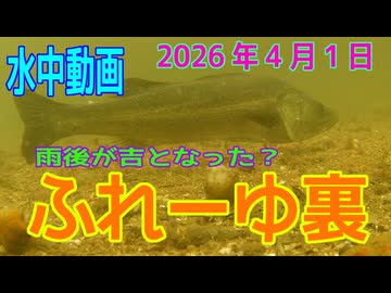 水中動画（2026年4月5日）in　ふれーゆ裏