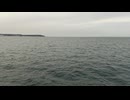 大日本帝国連合艦隊カラー映像！日本海軍の軍艦が1943年4月7日～15日のフロリダ沖海戦に向かう映像。第二次世界大戦当時のカラーフィルム！大日本帝国海軍WW2当時の太平洋戦争カラー映像