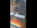 エレメカ ドリンキンベアー プレイ動画