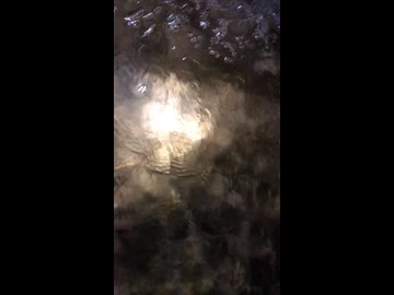 おうちかえるオオサンショウウオ