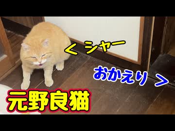まだ間違える【元野良猫】
