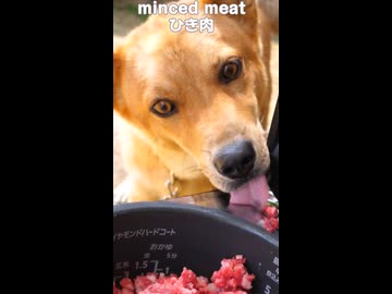 野良犬の幸せなエサ