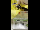 【僕頑張った】 今週の長老アオの体重測定！だいぶん理想に近づいた！  #フクロモモンガ #おつモモンガ  #shorts