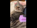 明らかにASMRを撮るタイミングじゃないゆき