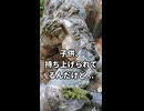 クセ強すぎる子取り狛犬 #01｜実践主義すぎる親