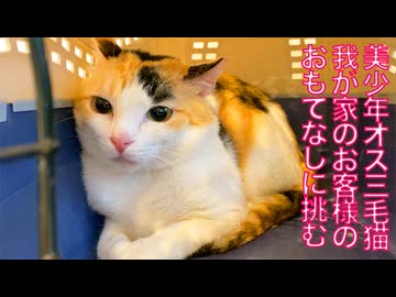 オス三毛猫、お客様のおもてなしに挑む