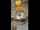 カルガモの恋は前途多難？おしくらまんじゅうから仲直りまでの全記録