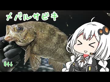 船に乗って瀬戸内海へ 「メバルサビキ」【VOICEROIDフィッシング】