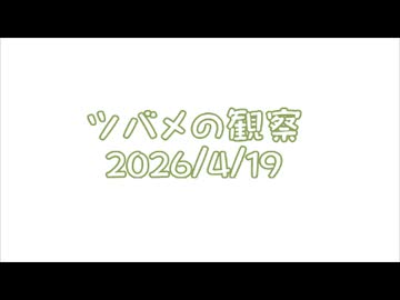 つばめの観察2026No003