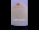 敗者復活戦自由形 / PENGUIN RESEARCH (acapella cover)