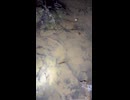 サンショウウオくん定点観察