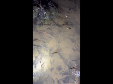 サンショウウオくん定点観察
