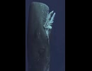 ホモと見るマッコウクジラvs巨大イカ