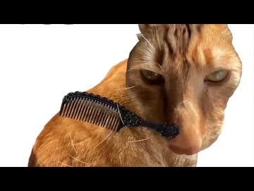 ホモと見る猫を怒らせないようにブラッシングするアプリ