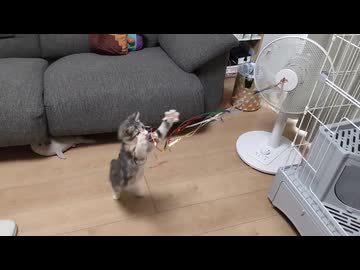 扇風機の風で遊びだす猫