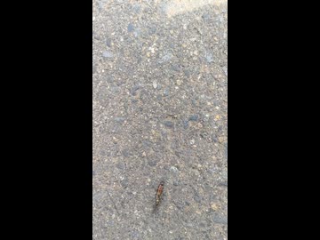 続いては！！昆虫界の！！中川家さんです！！どーぞっ！！□