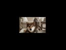 グーちゃん【諦め】の背中で寝てしまうホーちゃん【スヤァ～】