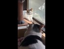 昼下がりねこ