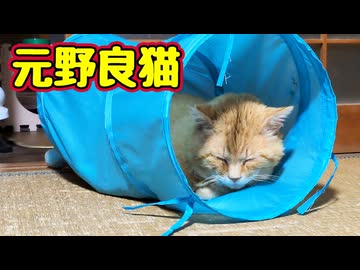 トンネルの虜…【元野良猫】