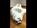 転がる犬……？