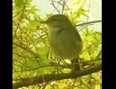 ウグイスの鳴き声【ホーホケキョ】