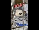 【不満】 朝配信後に帰ってこない娘がいるのよ！ #フクロモモンガ #おつモモンガ  #shorts