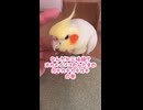【オカメインコ】悲報ｗ 三味線オカメの独奏中に、お父ちゃんが空気を読まずに乱入してきた件
