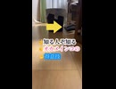 【オカメインコ】驚愕！それ鳥がやる動きかよｗ 知られざるオカメの「得意技」を晒す