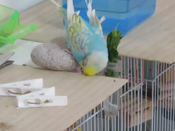 久しぶりに拭き付けるインコ 痒かった2026 4 20