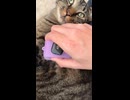 ゆきの日課のブラッシングASMR