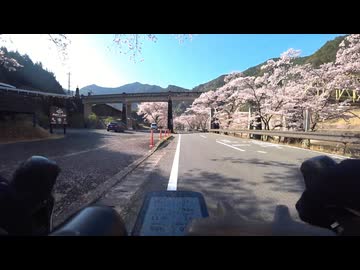 2026 桜花見 奈良県 下北山村 池原ダム
