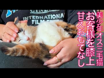 オス三毛猫、珍妙にお客様をおもてなしする