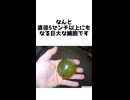 ありえない大きさの単細胞生物！？