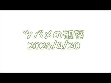 つばめの観察2026No004