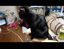 座るこま
