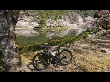 2026 桜花見 奈良県 169号 池郷川 下北山村
