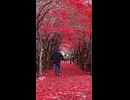 紅葉トンネルの赤い絨毯 in 平岡樹芸センター - 2025年11月9日 (Short video)
