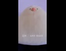 証明 / SUPER BEAVER (acapella cover)