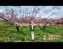 【UTAUオリジナル】Prunus persica / 宮野なやみ feat. 桃音モモ